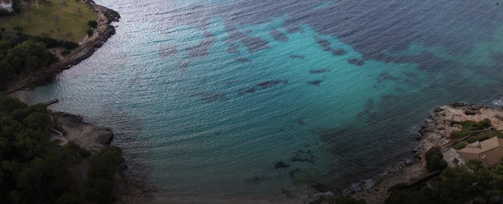 Portocolom pierde Posidonia – Diario de Mallorca