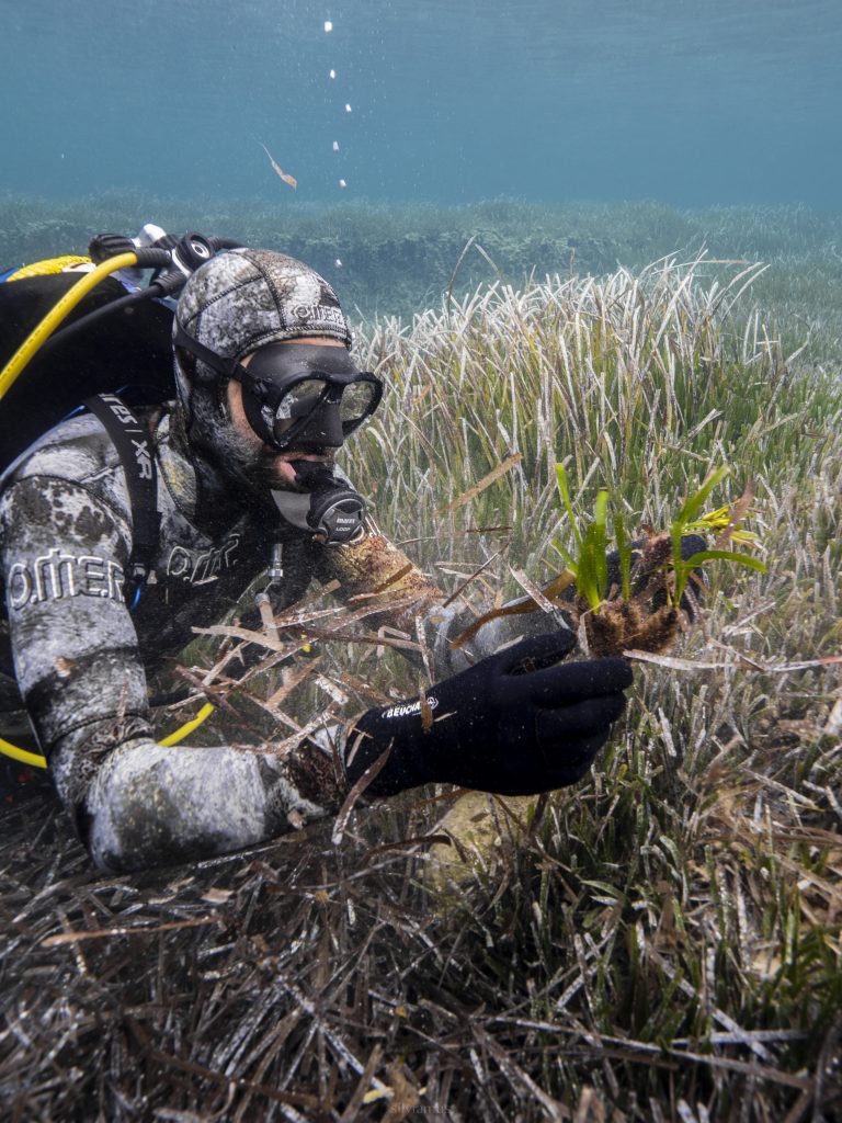 Nuevo artículo en colaboración: Nuevas técnicas más sostenibles y rentables impulsan la restauración de praderas de Posidonia en el Mediterráneo