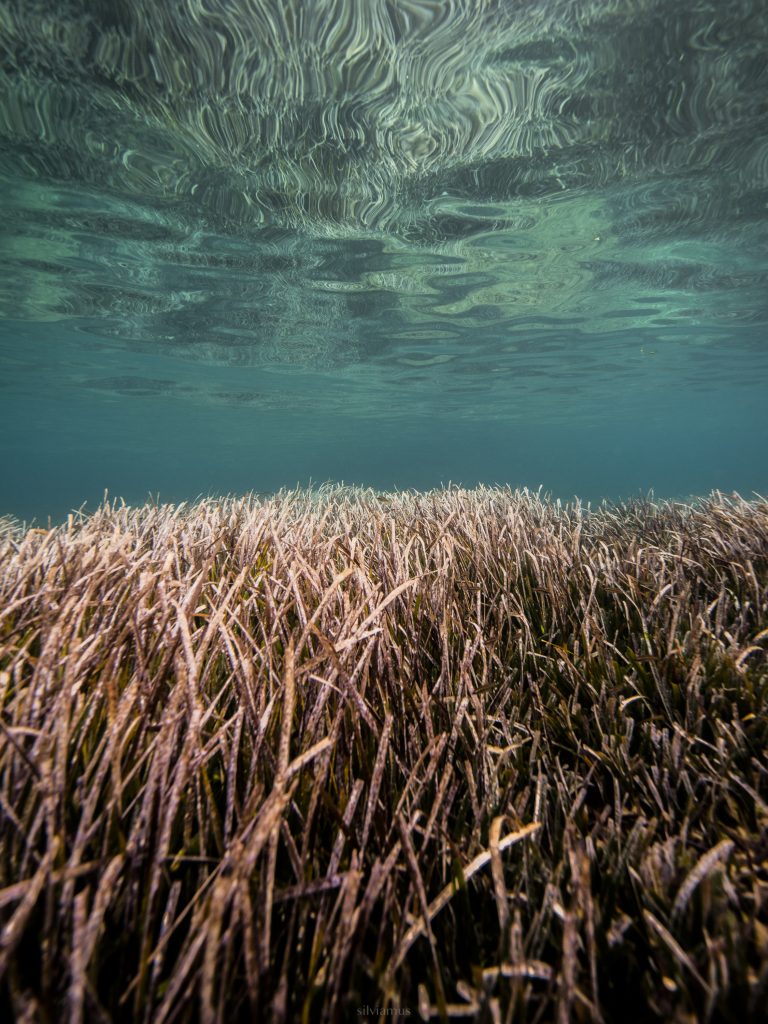 Baleares, guardianes de la posidonia: el documental de ARTE